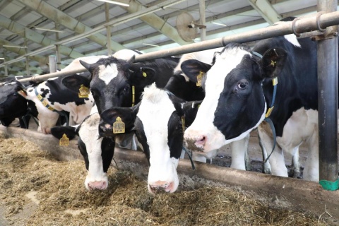 Инвестиционное предложение на приобретение  ООО «АПК «Куркино» в Вологодском районе