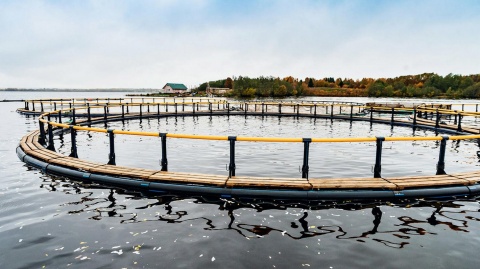 Инвестиционное предложение по созданию предприятия по производству кормов для рыб